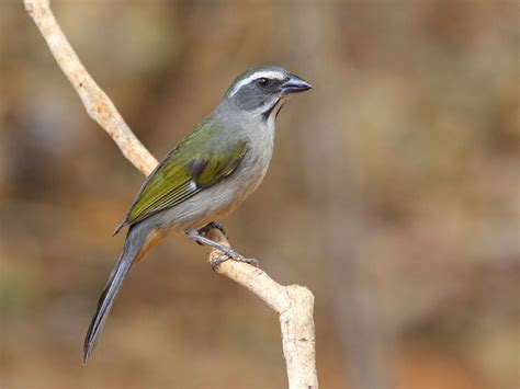trinca ferro|trinca ferro femea.